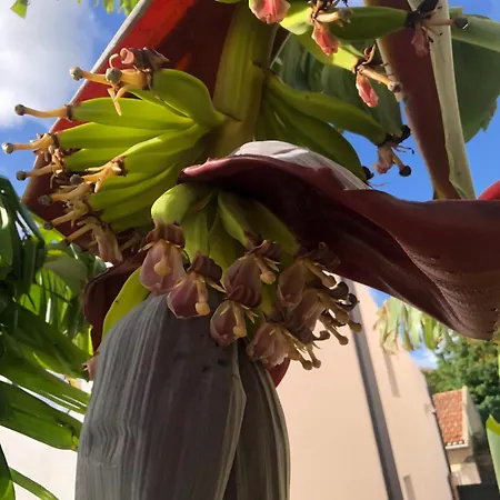 Pool Oasis With Private Parking -vigia 8 * טורס ודראס